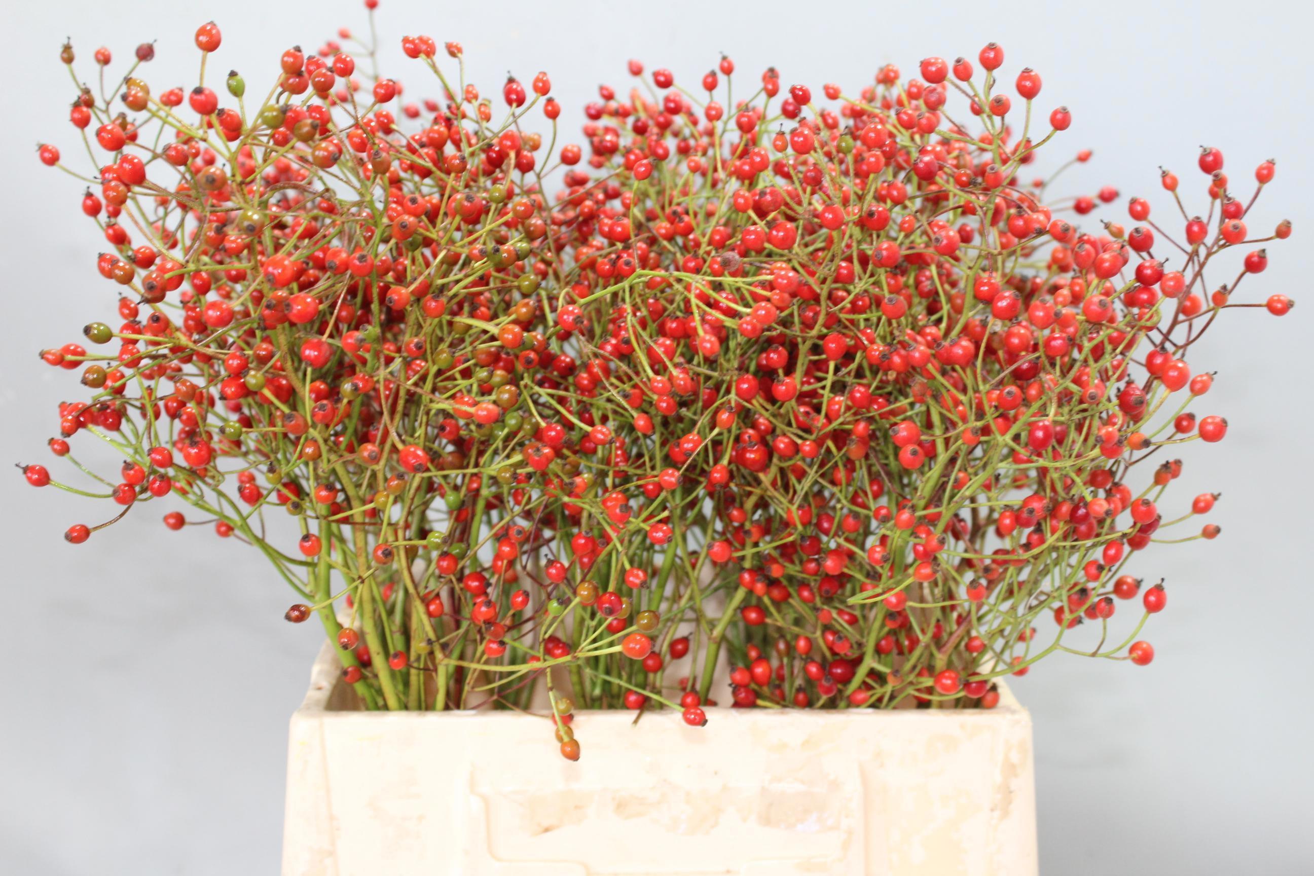 10x Rosa prinsberry red 40cm