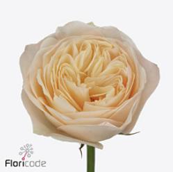 10x Rosa royal romance 60cm