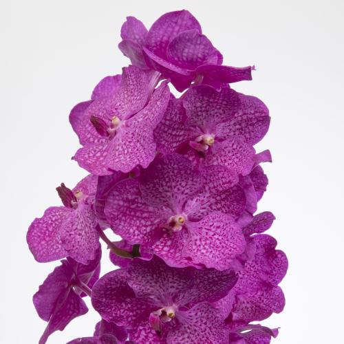 16x Vanda nit.rosy 20cm