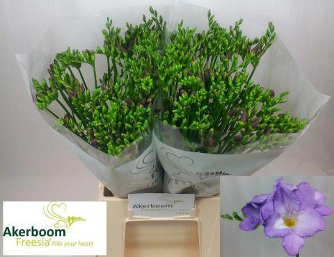 50x Freesia indigo beach en 50cm