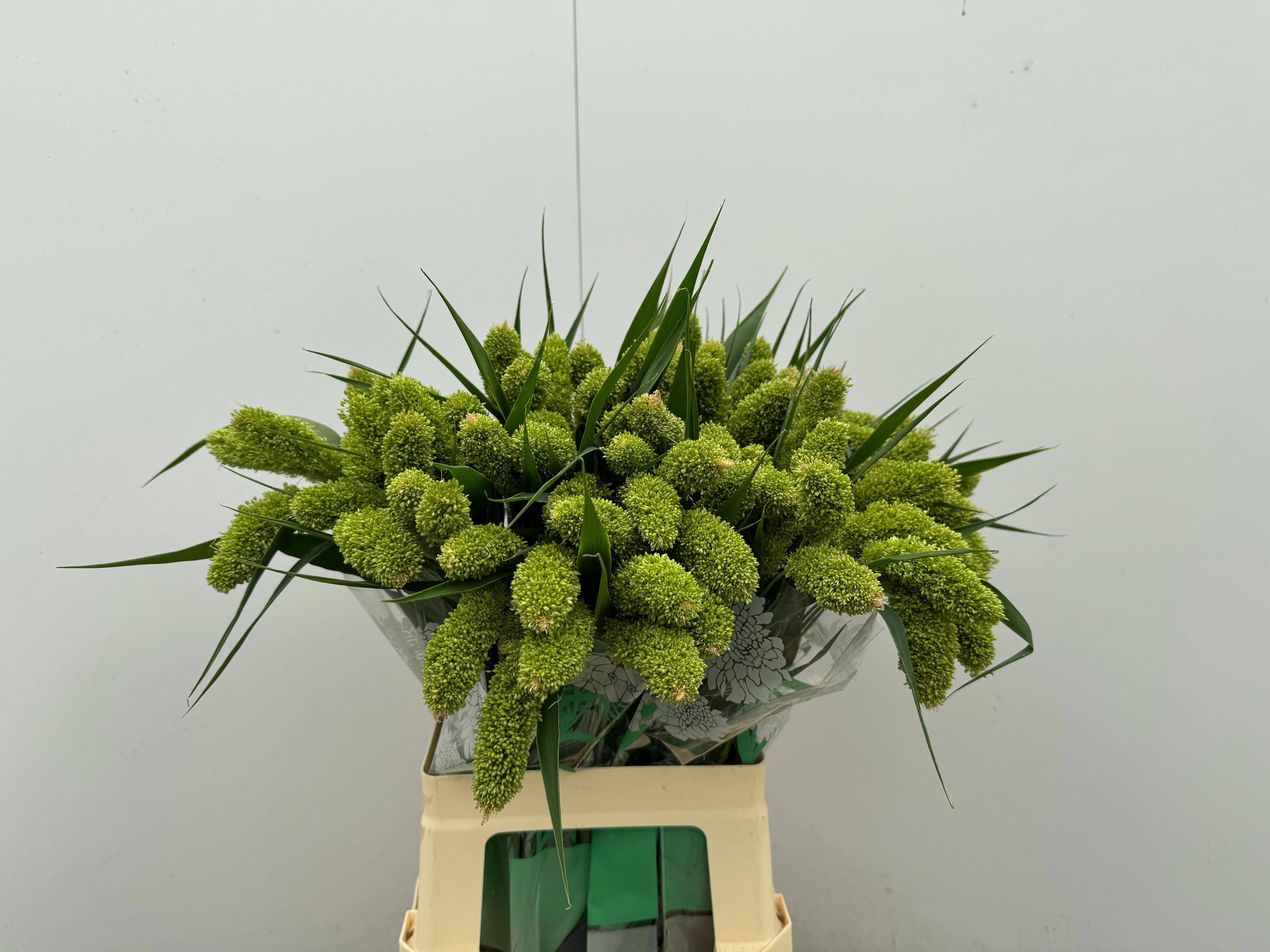 50x Gs setaria volle melk 60cm