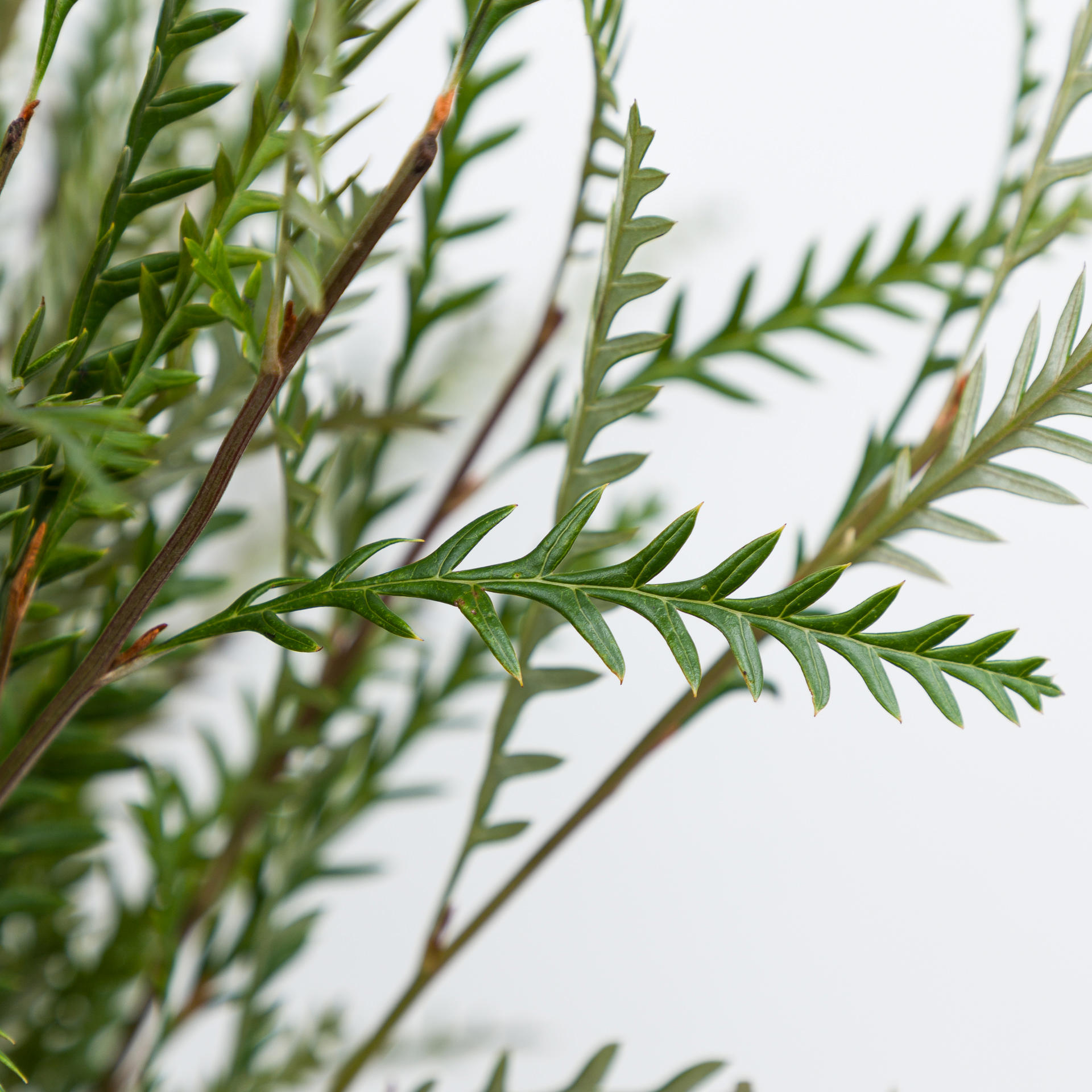 5x Sg grevillea ivanhoe 50cm