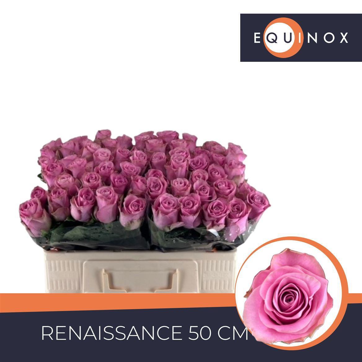 20x Rosa renaissance 50cm