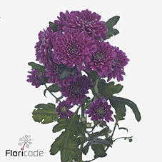 10x Chrysant fabienne purple 70cm