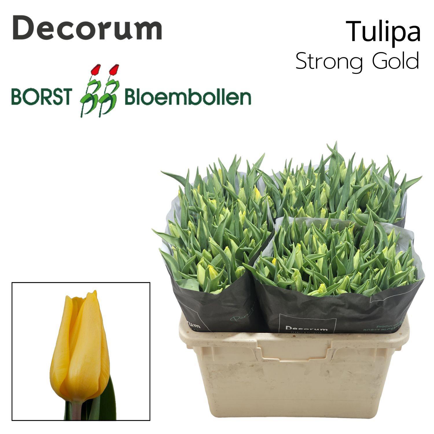 50x Tulipa strong gold en 40cm