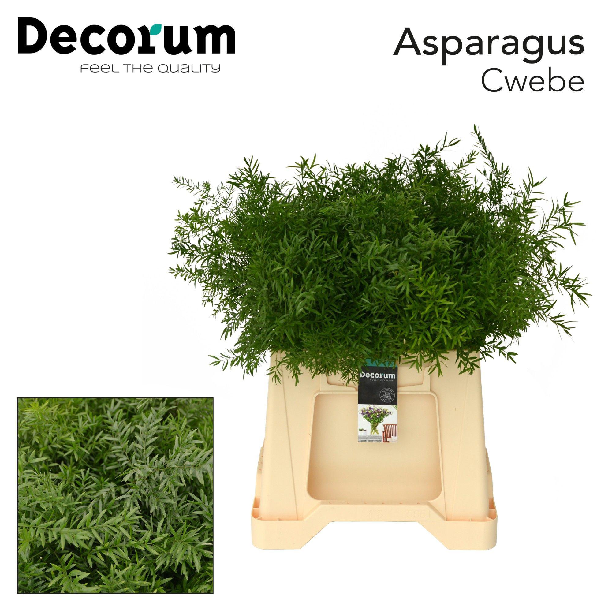50x Aspar.cwebe 40cm
