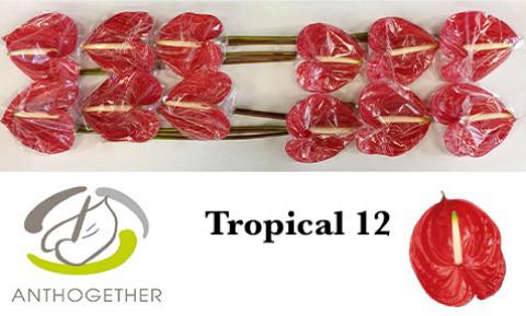 12x Anth.tropical 10cm