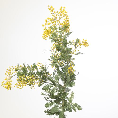 5x Acacia baileyana purpurea 60cm