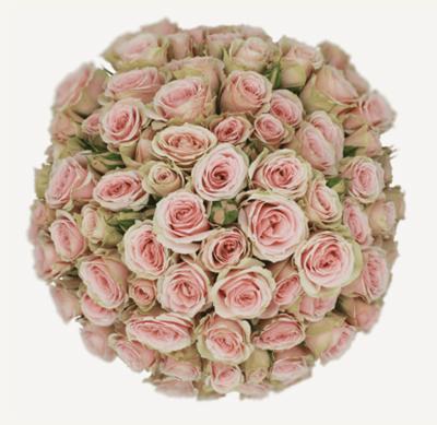 12x Rosa be amazing 50cm