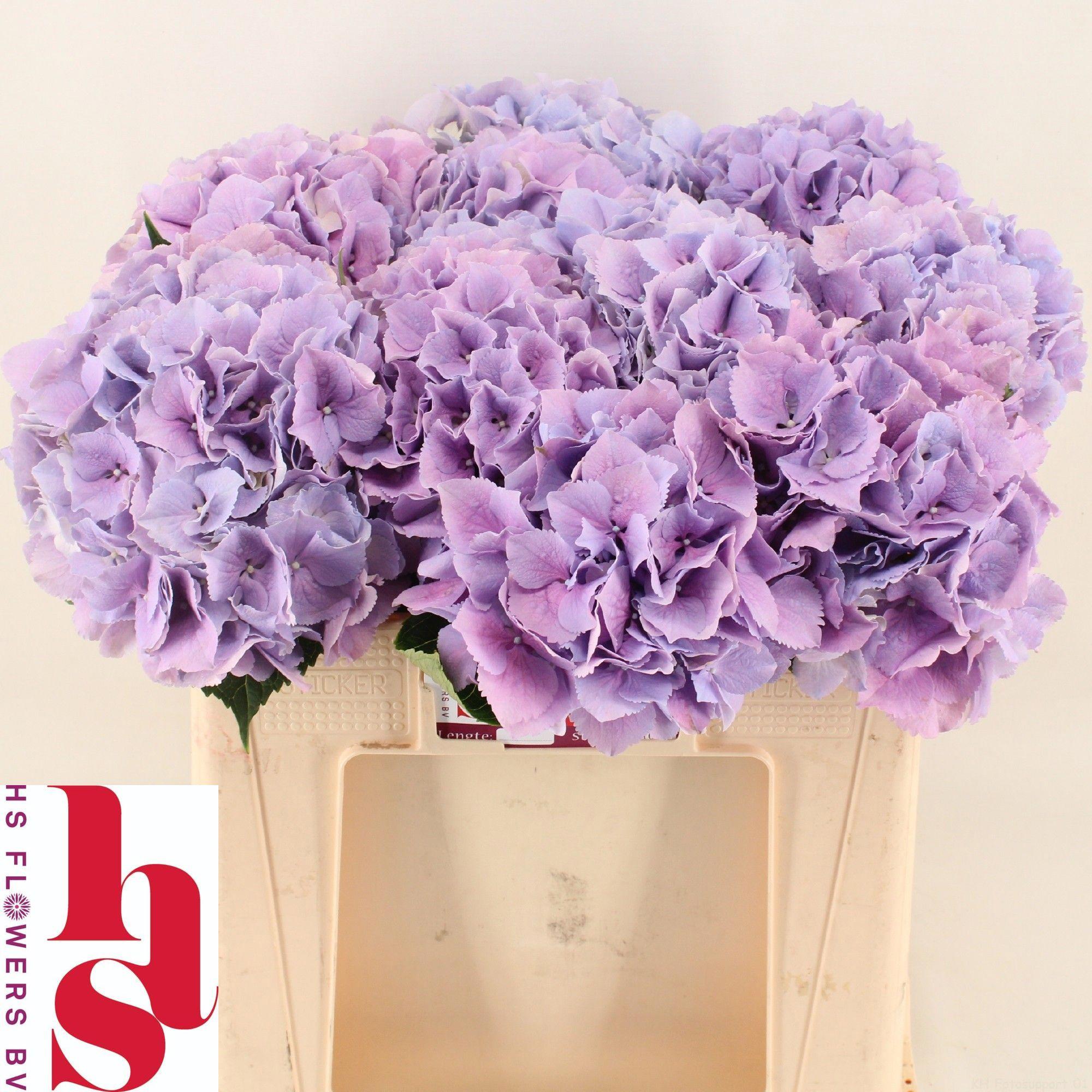 10x Hydr.royal benefit 50cm