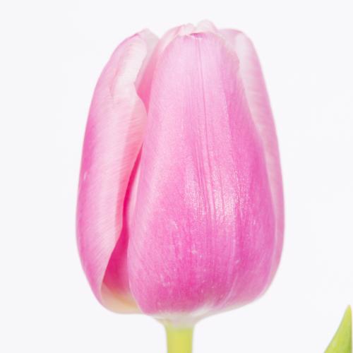 50x Tulipa milkshake en 40cm