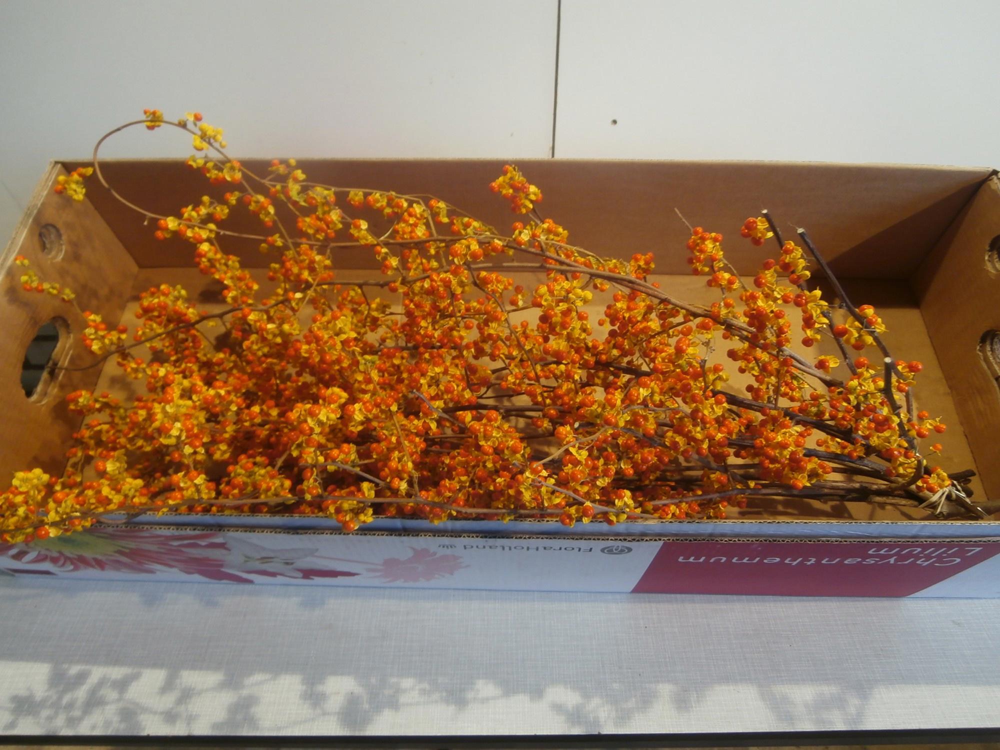 10x Celastrus 80cm