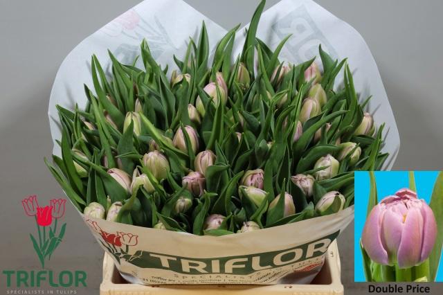 50x Tulipa double price du 40cm