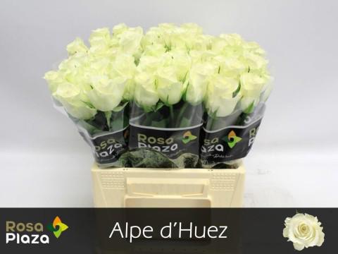 20x Rosa alpe d'huez 40cm