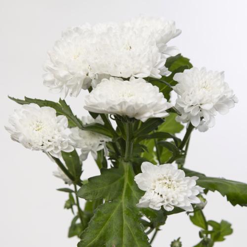 25x Chrysant san.baykal 50cm