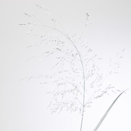 150x Gs panicum wit 80cm
