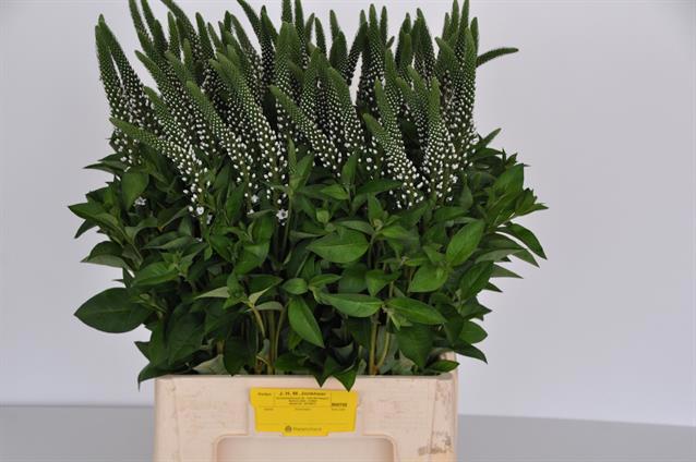 10x Lysimachia elisabeth 70cm