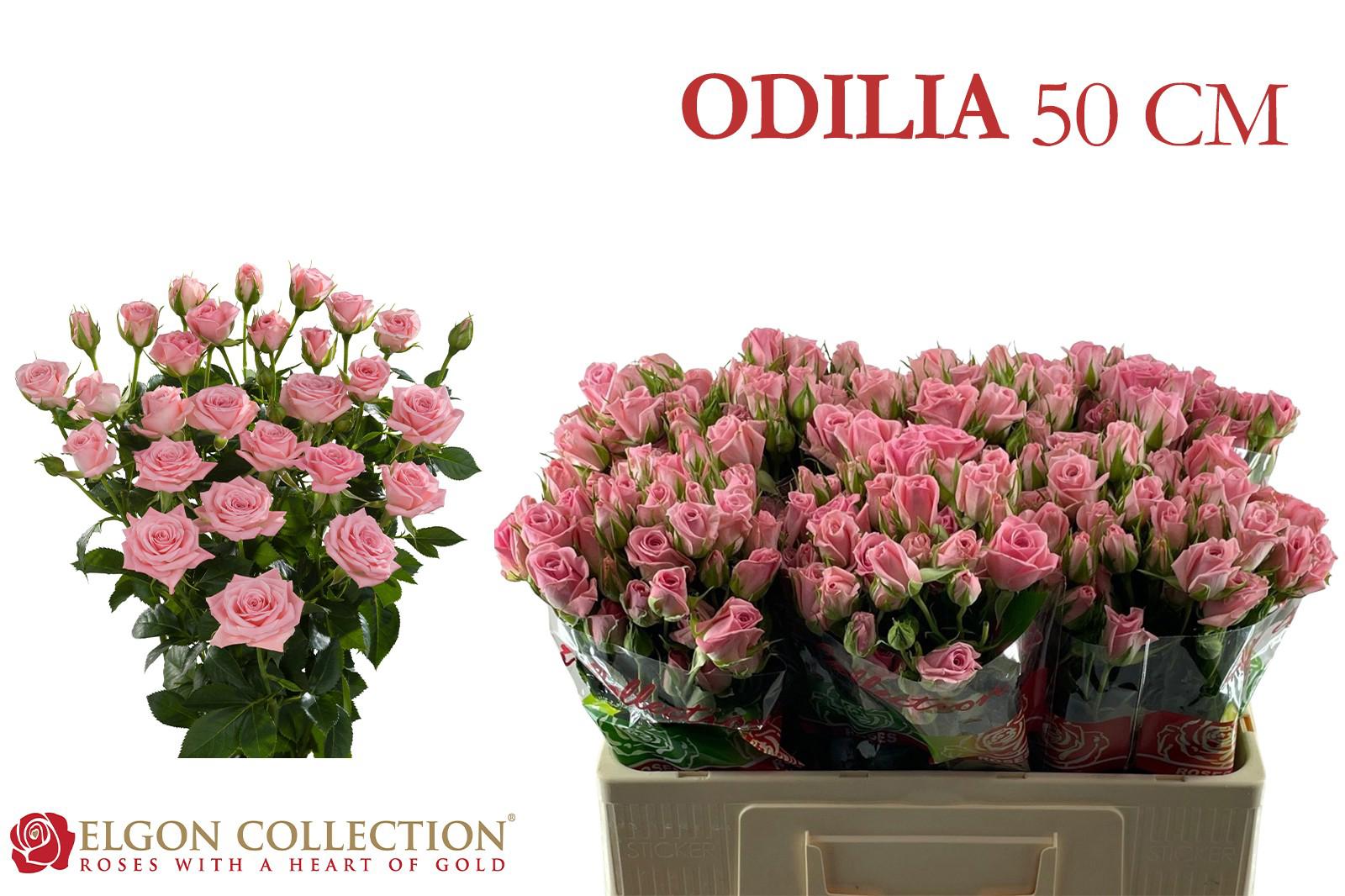 10x Rosa odilia 50cm