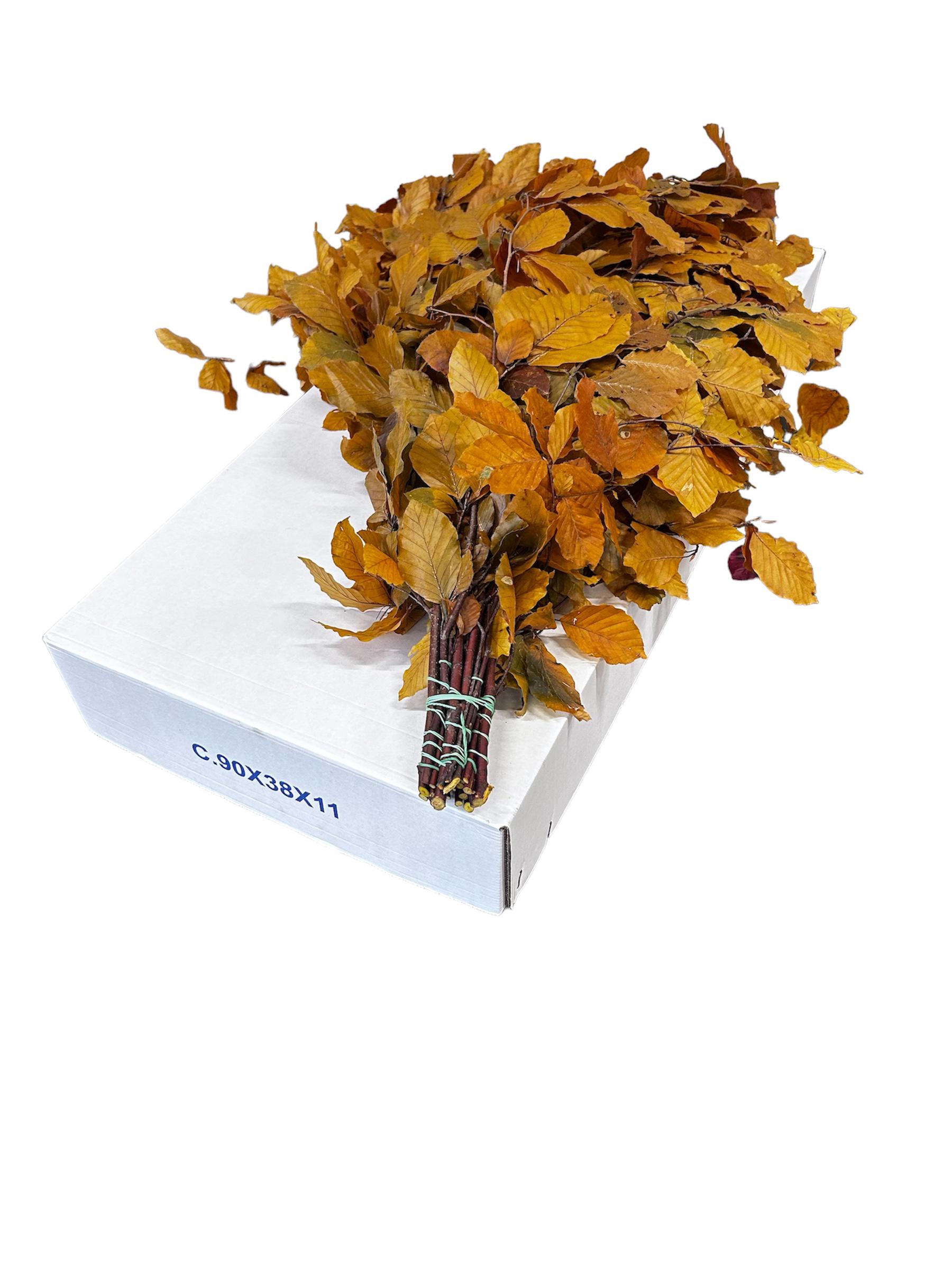 5x Dc fagus geel gestabiliseerd 70cm