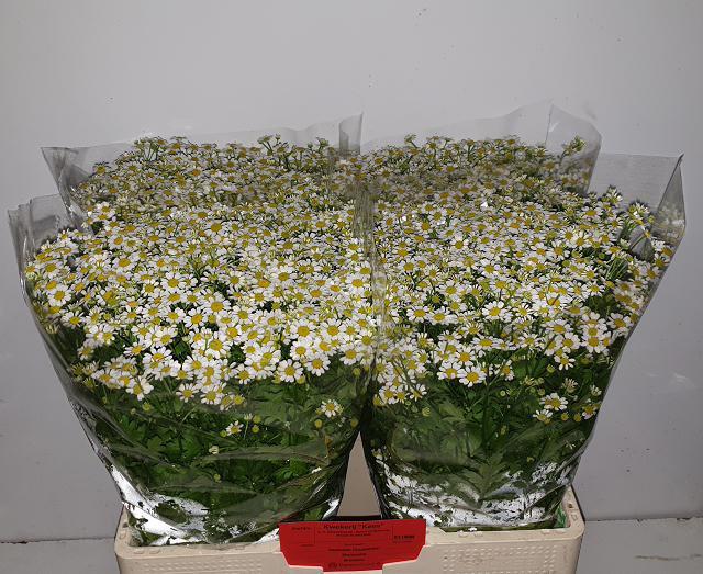 25x Tanac.single vegmo 60cm
