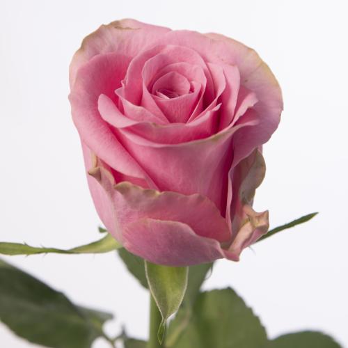 20x Rosa renaissance 50cm