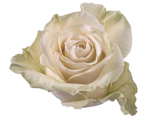 25x Rosa mondial 70cm