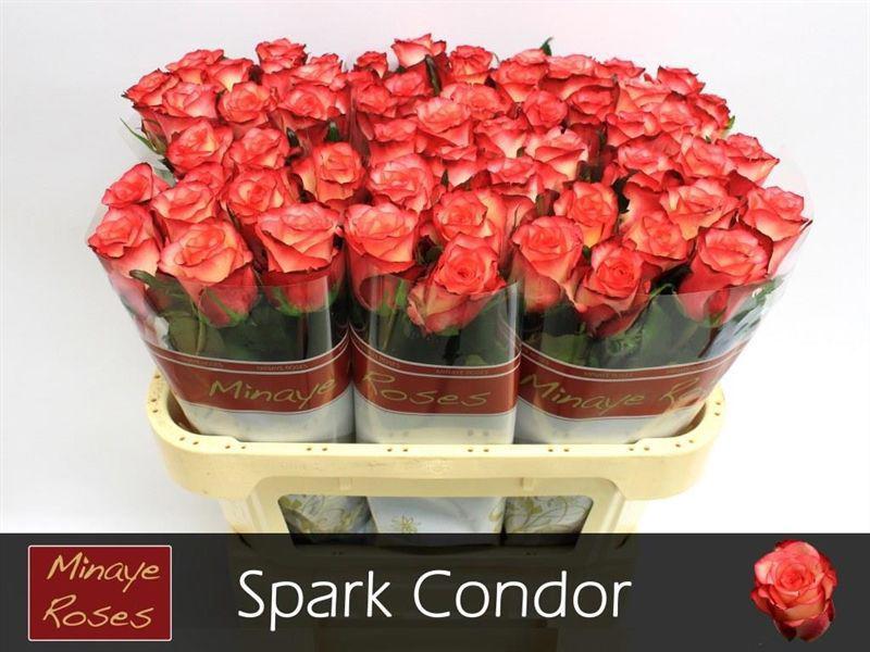 20x Rosa spark condor 70cm