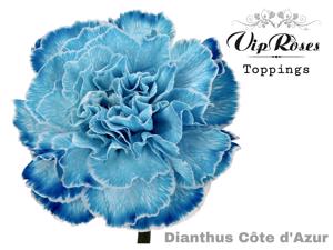 40x Dian.st. cote d'azur 60cm