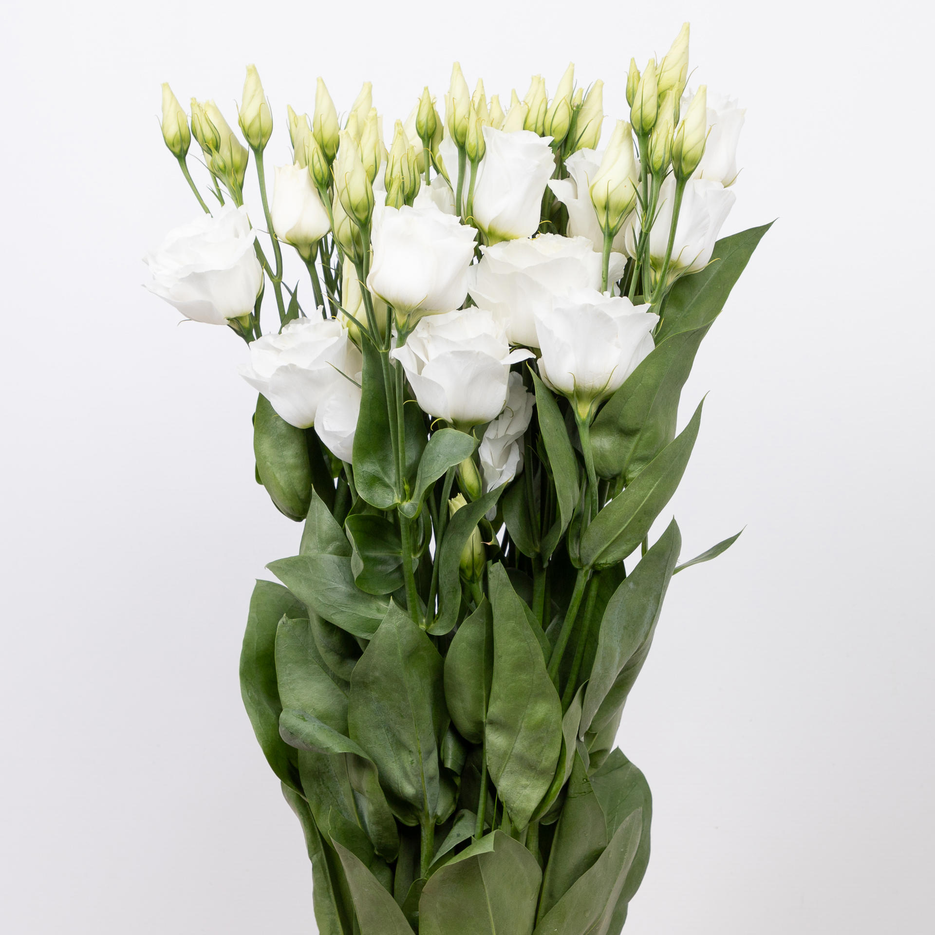 10x Eust.arena giant white du 70cm