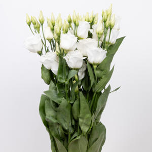 10x Eust.arena giant white du 70cm