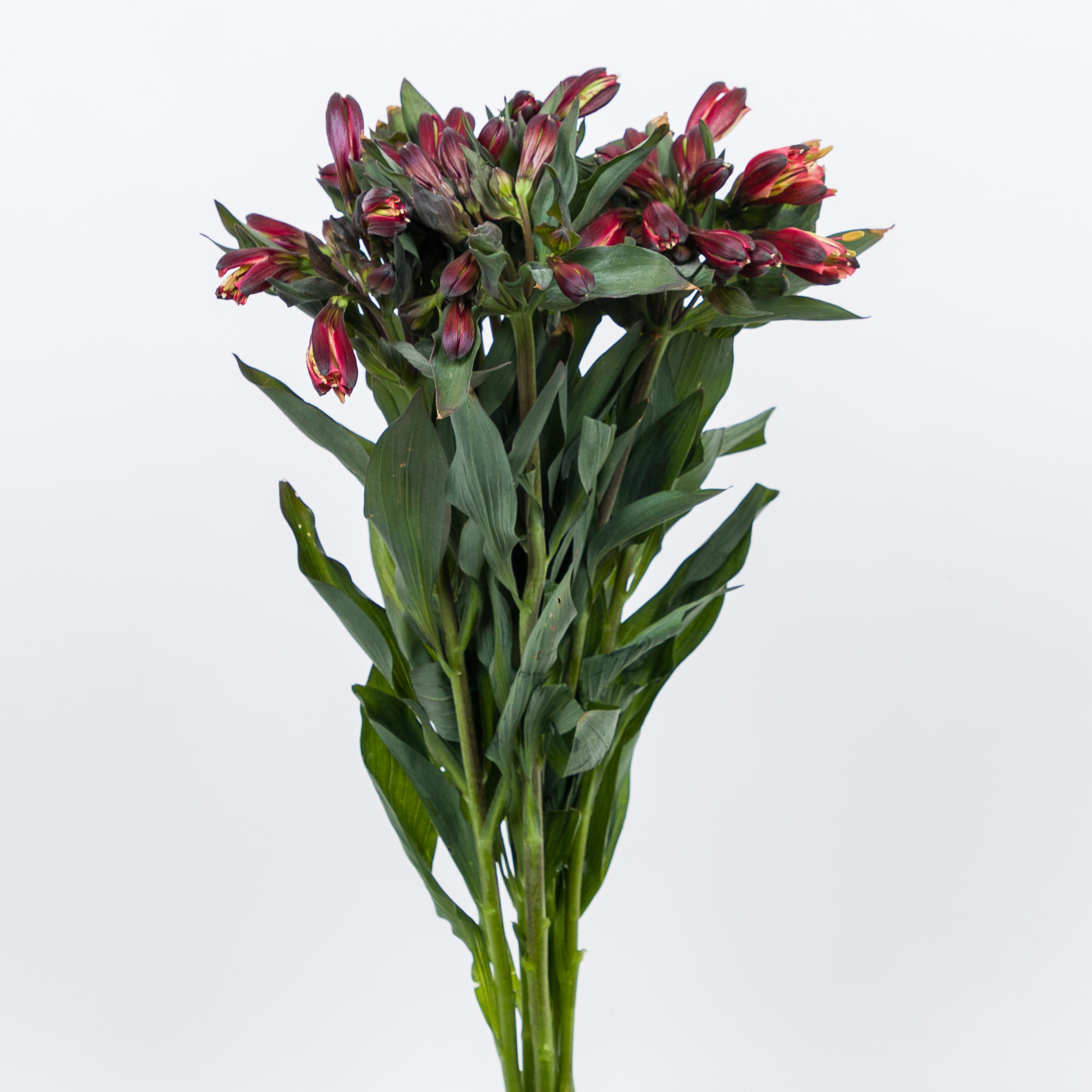 1x Alstroemeria - rood 40cm