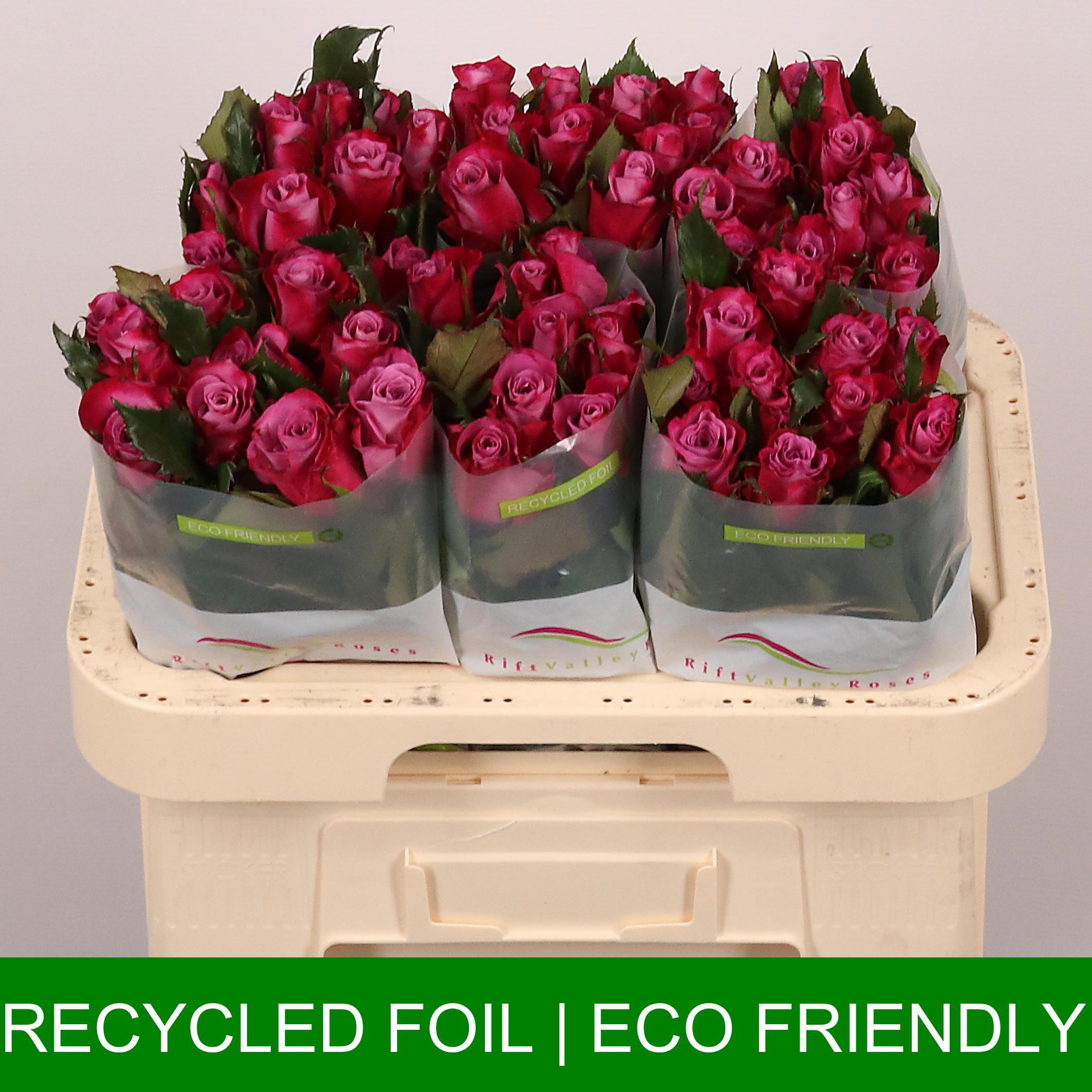 20x Rosa cassis 60cm