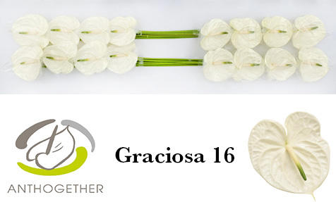 16x Anth.graciosa 10cm