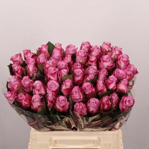 20x Rosa maritim 40cm