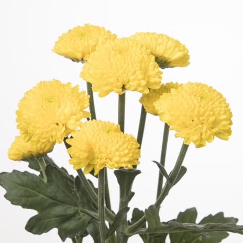10x Chrysant limoncello 70cm