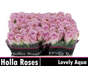 20x Rosa lovely aqua! 50cm