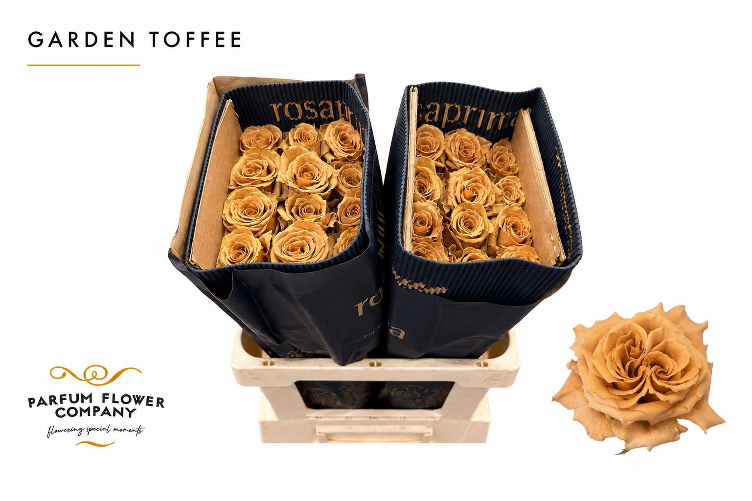 25x Rosa toffee 70cm