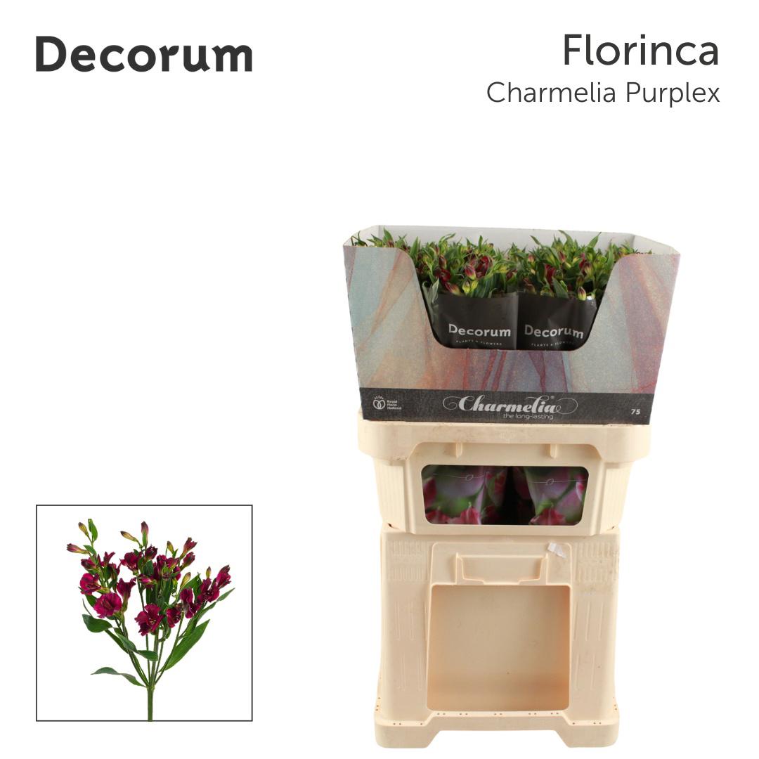 10x Alstroemeria flor.charmelia purplex 70cm
