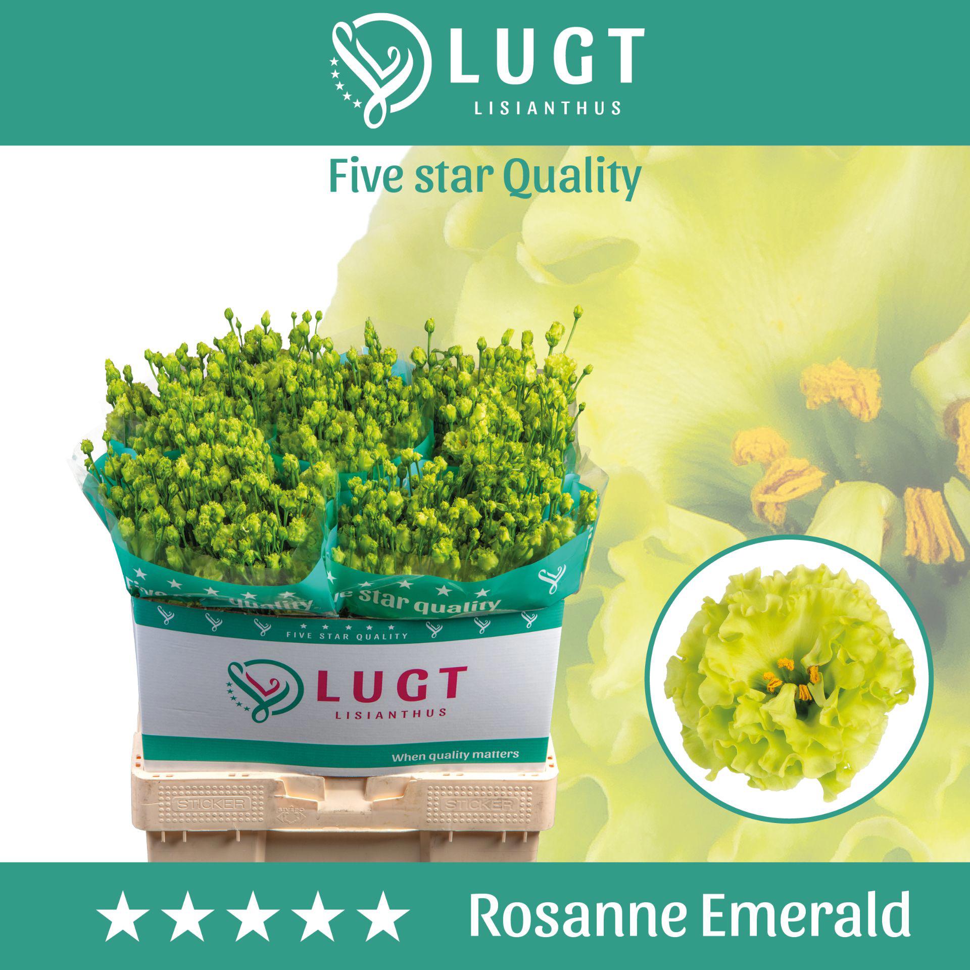 10x Eust.rosanne emerald du 70cm