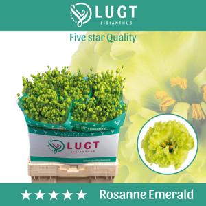 10x Eust.rosanne emerald du 70cm