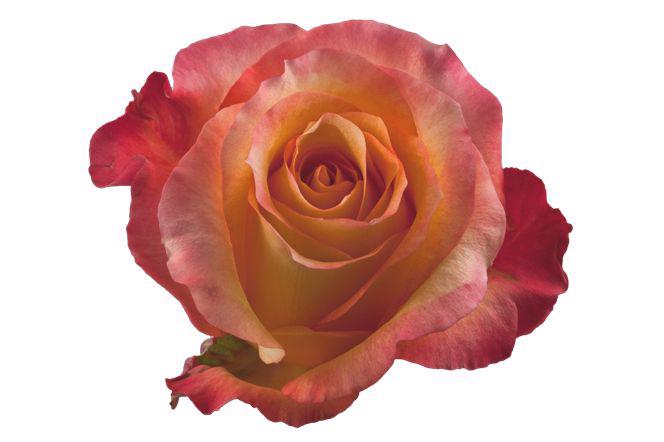 25x Rosa encanto 50cm