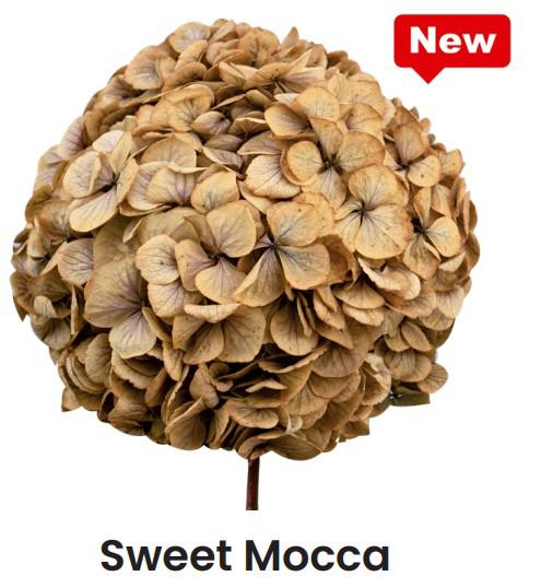 1x Dc pres.hydr.sweet mocca