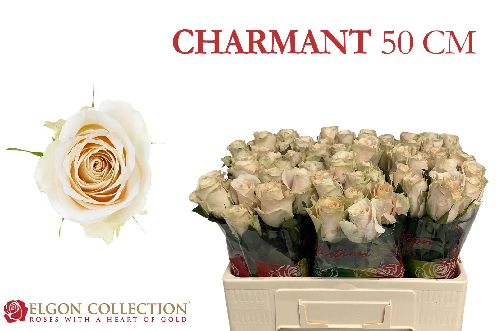 20x Rosa charmant 50cm