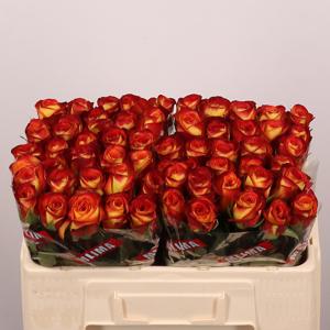 20x Rosa firefox 50cm