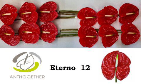 12x Anth.eterno 10cm
