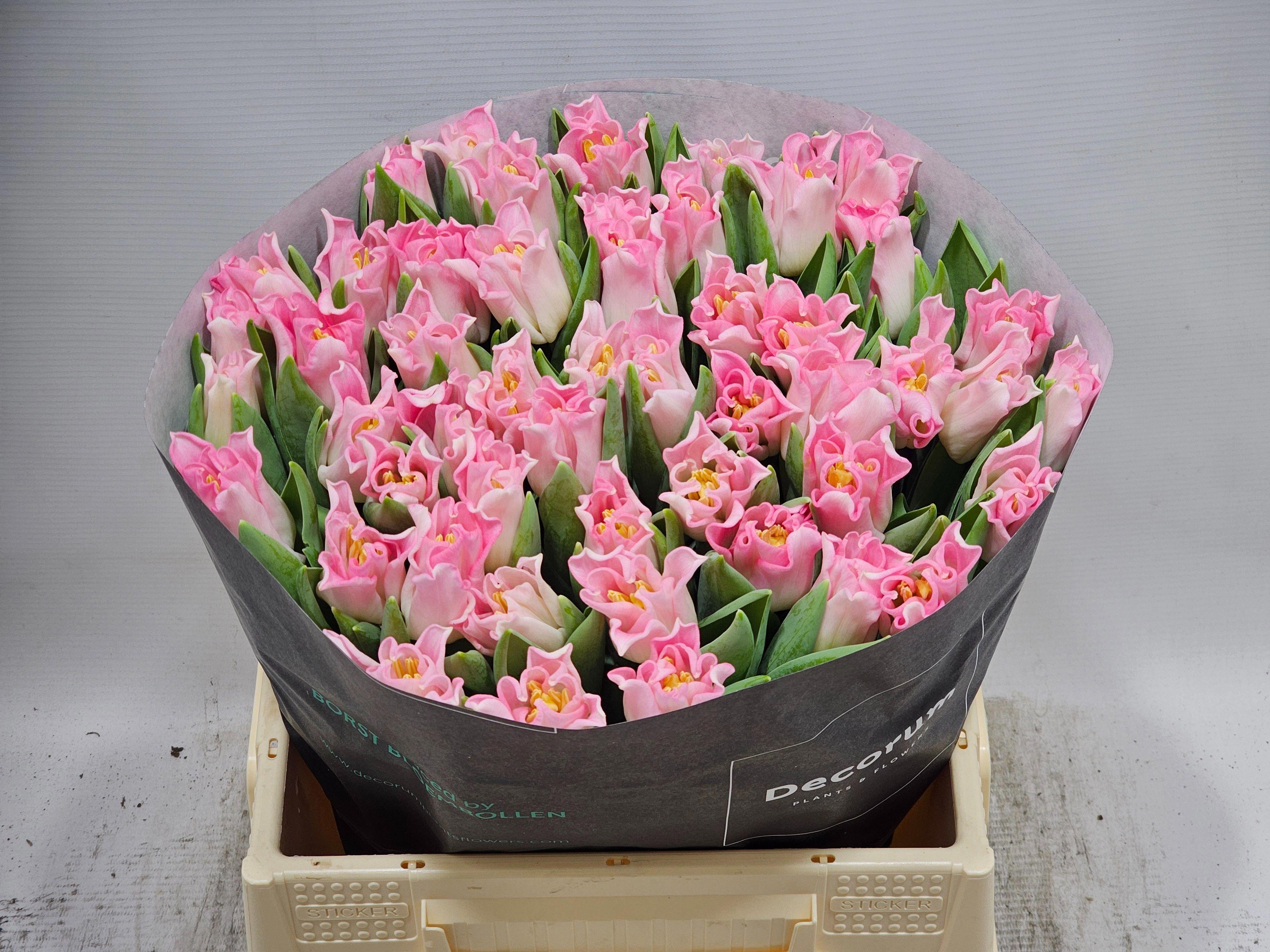 50x Tulipa crown dynasty co 40cm