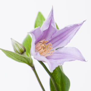 10x Clematis star river 60cm