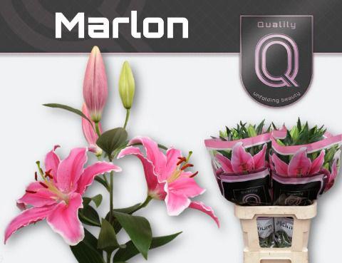 10x Lil.marlon or 80cm