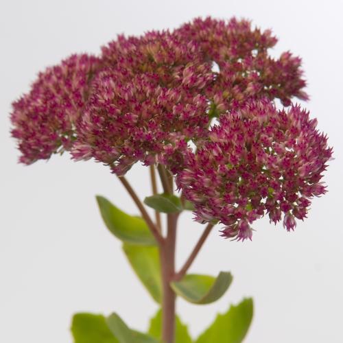 25x Sedum spectabile bloeiend 50cm
