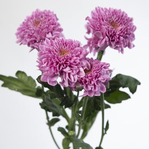 10x Chrysant fabienne 70cm